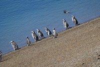 Pinguïns in kolonie