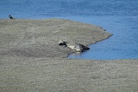 Zeeolifant