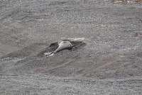 Zeeolifant