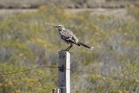 Patagoniën mocking bird