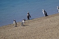 Pinguïns