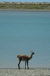 Guanaco