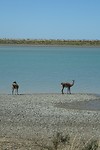 Guanaco