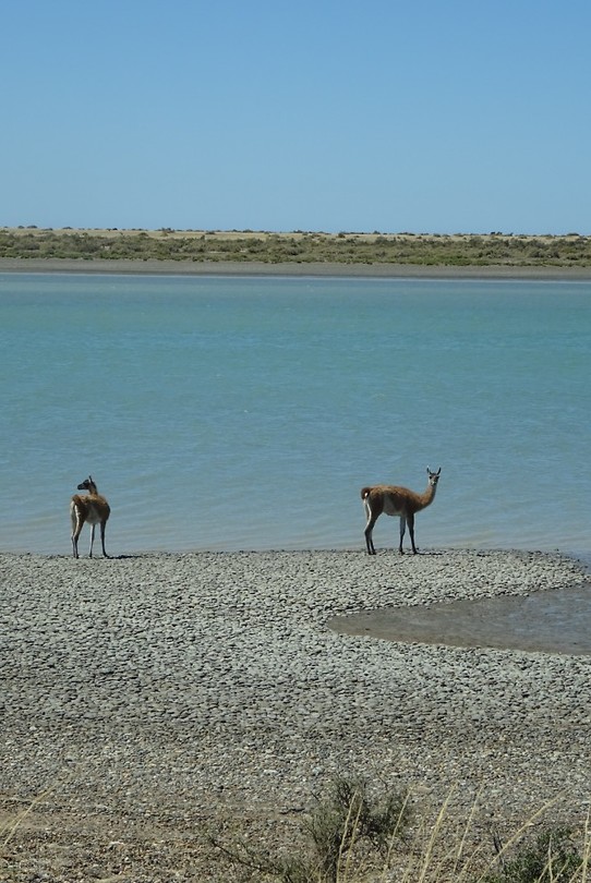 Guanaco