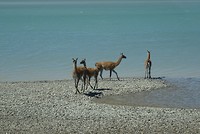 Guanaco