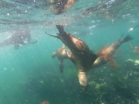 Snorkelen met zeeleeuwen