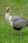 Zwartoog ibis
