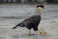 Kuifcaracara