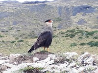 Kuifcaracara