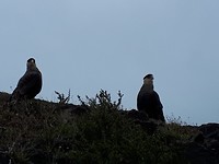 Twee kuifcaracara's
