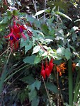 Wilde fucsia's, 4 meter hoog.