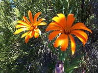 Bloemen