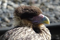 extra foto kuifcaracara