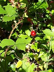 Wilde aardbei