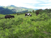 Mooi uitzicht met paarden