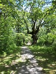 Prachtige hele oude boom