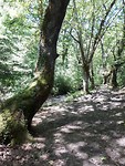 Oude bomen langs een beek