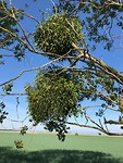 Mistletoe