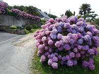 Roze hortensia's