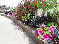 Roze putunia's en salvia's
