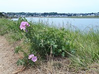 Roze malva