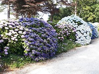 Hortensia