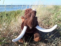 Een echte wolharige mammoet