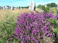 Menhir + heide