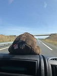 Wolly de wolharige mammoet