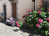 Roze