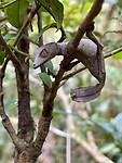 25 sept Satanic Leafe-tail gecko
