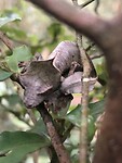 25 sept Satanic leafetail gecko