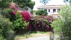 corigliano