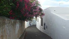 bouganville