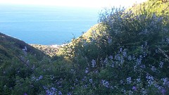 stromboli