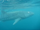 whale shark