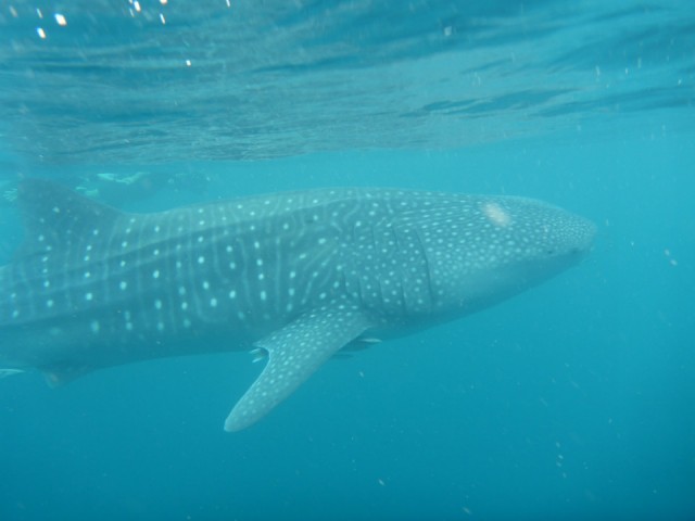 whale shark