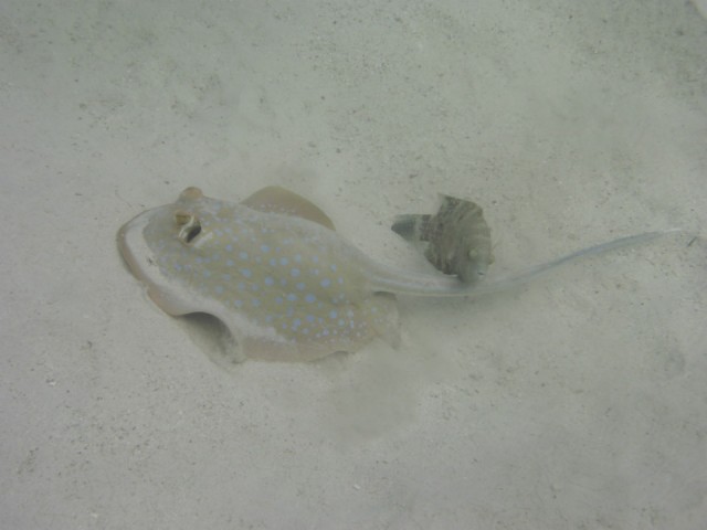 blue lagoon sting ray