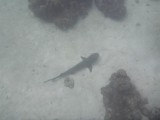 white reef point shark