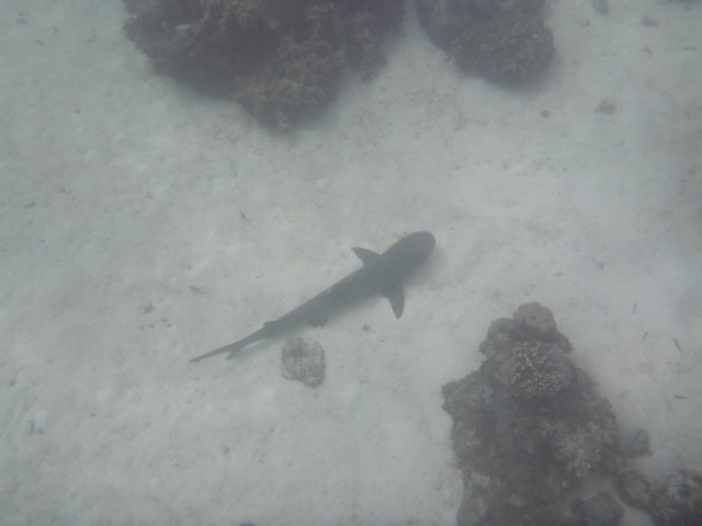 white reef point shark