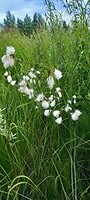 Gras met pluis, geen idee wat maar ze zien er leuk uit.