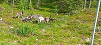 In Lapland kon je ze echt overal tegen.