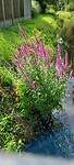 Bloemen in Hengelo langs de beek
