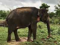 Elephant @ Udawalawe Nat. Park
