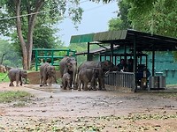Elephant orphanage house