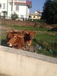 IMG_3507