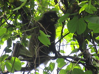 Langur