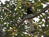 Hornbill