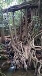 Ficus tree