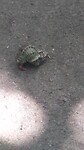 Army Crab aan de wandel